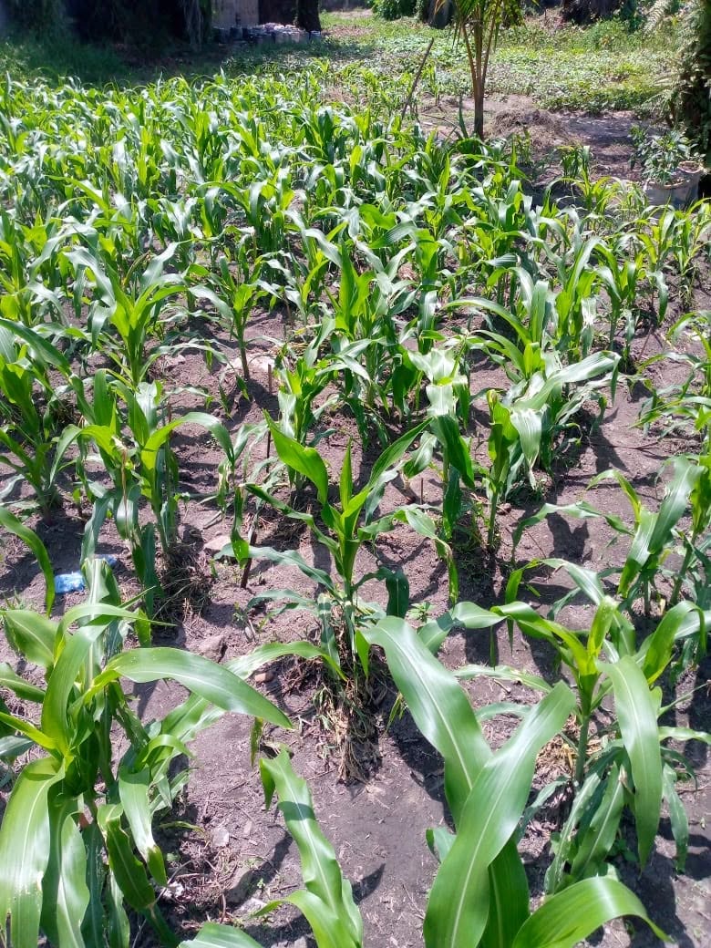 Maize crops grown with HEFE MOA